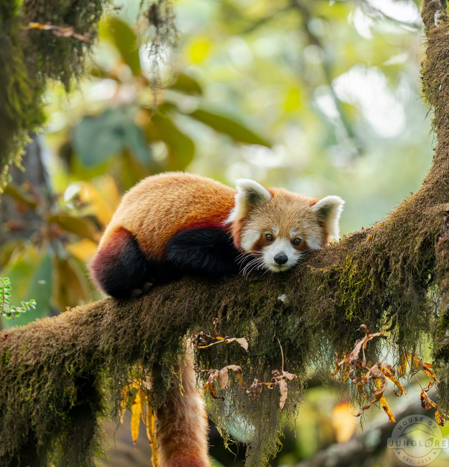 Red Panda Photograph - House Of Junglore
