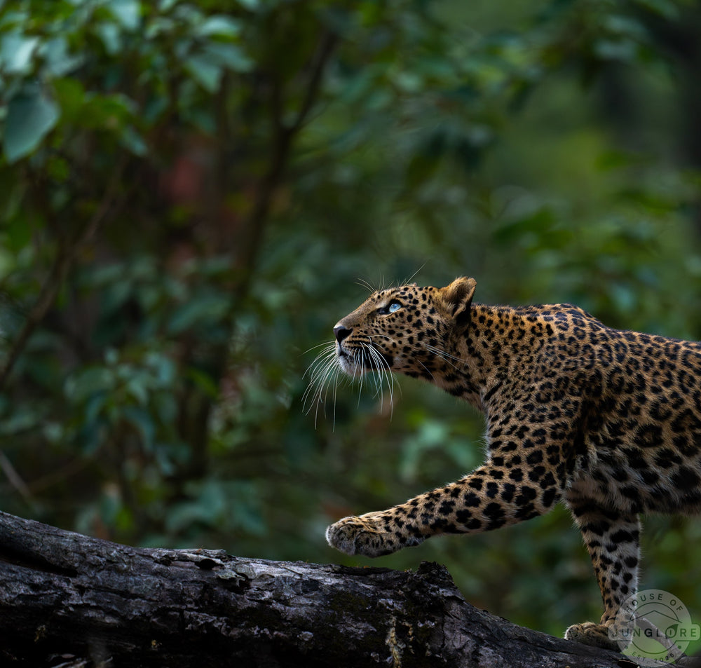 Closeup Leopard Photograph - House Of Junglore