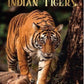 The Untold Stories Of Indian Tigers Book - House Of Junglore