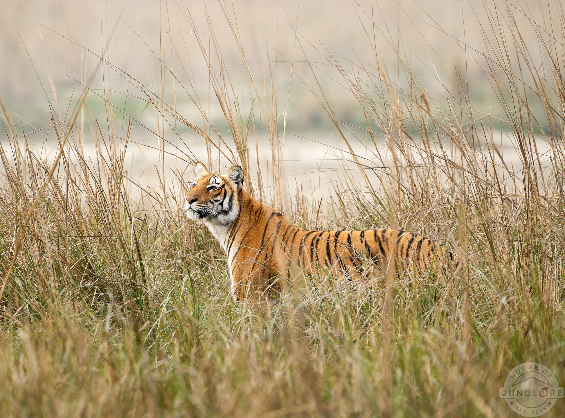 Tiger Sighting Photograph - House Of Junglore